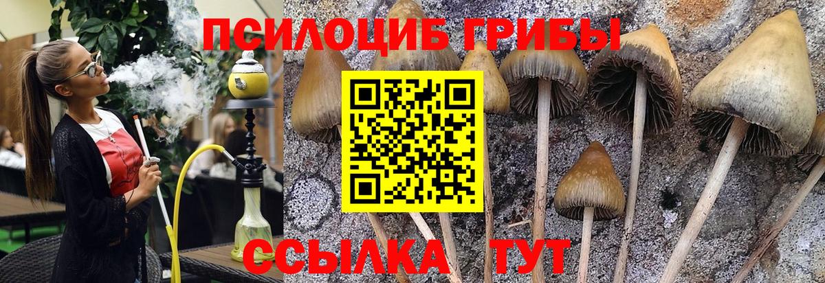 Псилоцибиновые грибы мицелий Тихвин